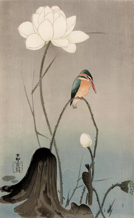 Kingfisher on Lotus - Reproduction from $20