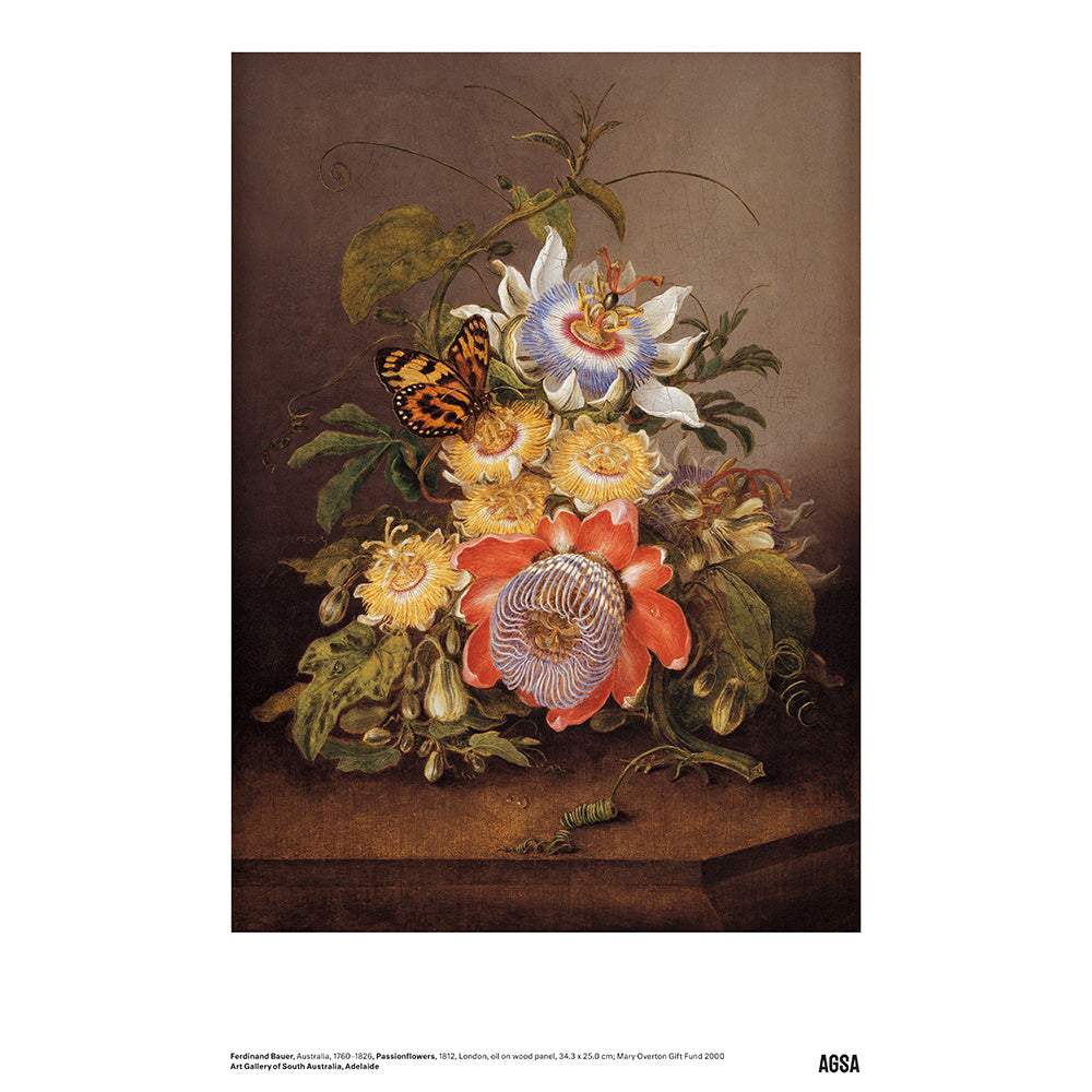 Passionflowers by Ferdinand Bauer - A3 Print